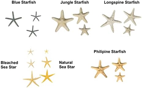 CalCastle Kézműves 3 PC Természetes Igazi Szárított Philipine tengeri Csillag (2- 3)