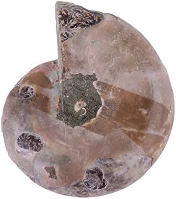 Minta, Ammonite Példány, 2db Hosszú Történelmi Csapadék Példány Shell Iskola Oktatási Kellékek Tanári
