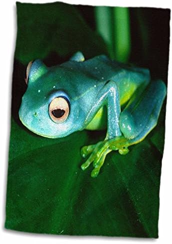3D-s Rózsa Madagascan Kék Treefrog-Madagaszkár-Na02 Dno0045-David Northcott Kéz/Sport Törölközőt, 15 x