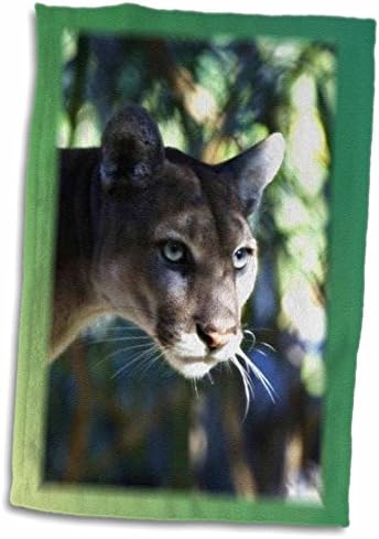 3dRose Florence Állatok - Florida Zöld Szemű Párduc - Törölköző (twl-46525-1)